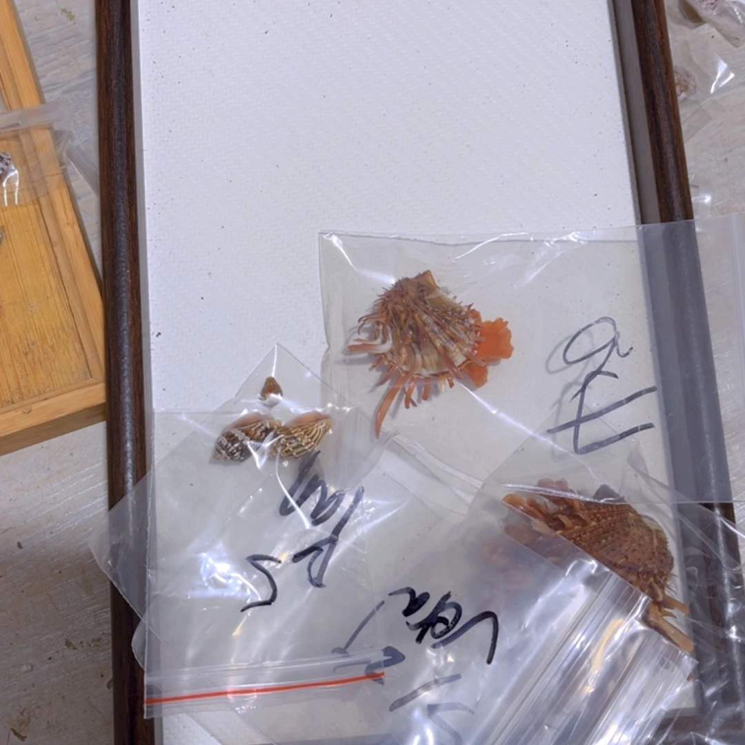 V****n天然贝壳等多种天然植物提取