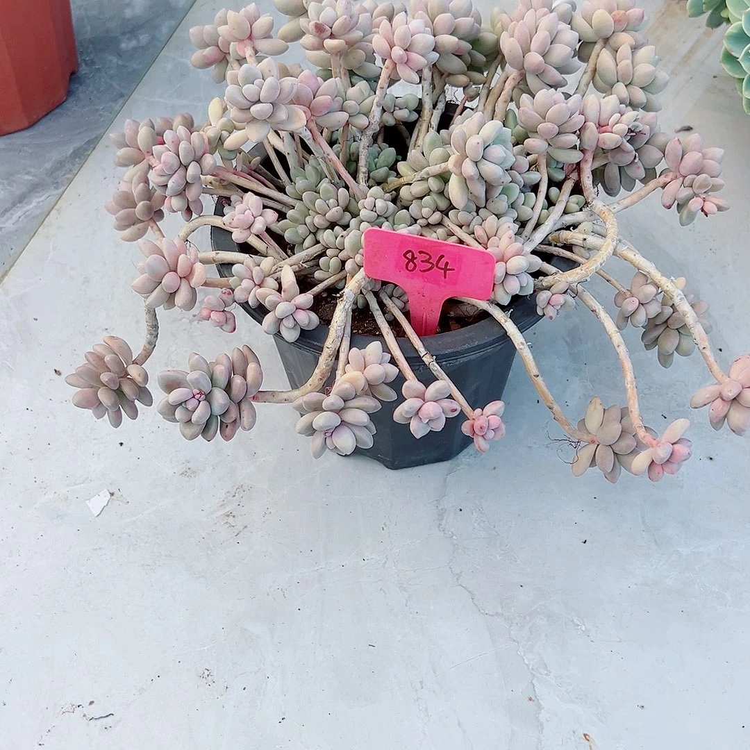 心***情834艾桃多肉植物多肉