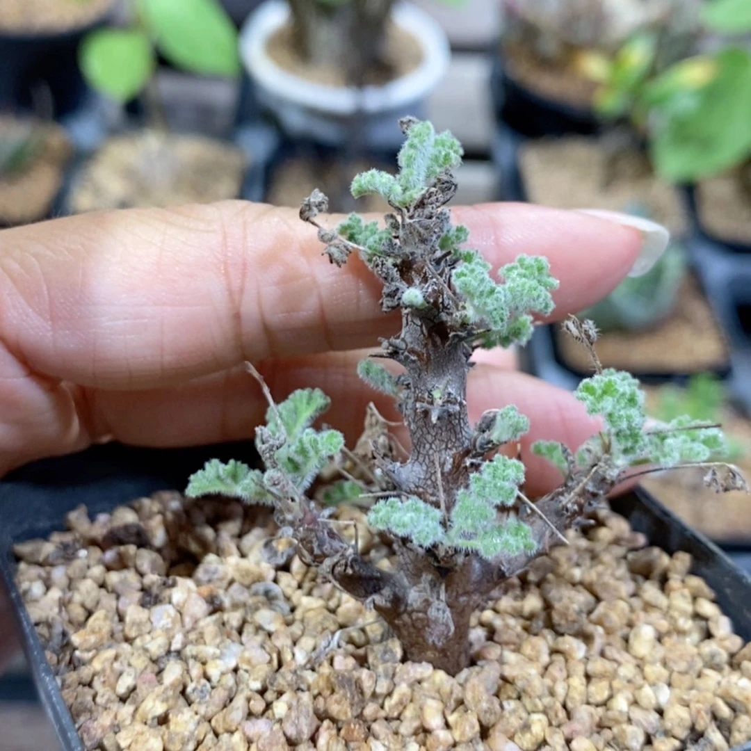 【闪购商品】宋*沙漠洋葵
