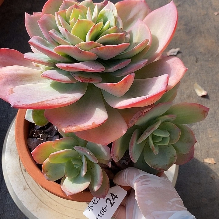 小七夕多肉血凤24