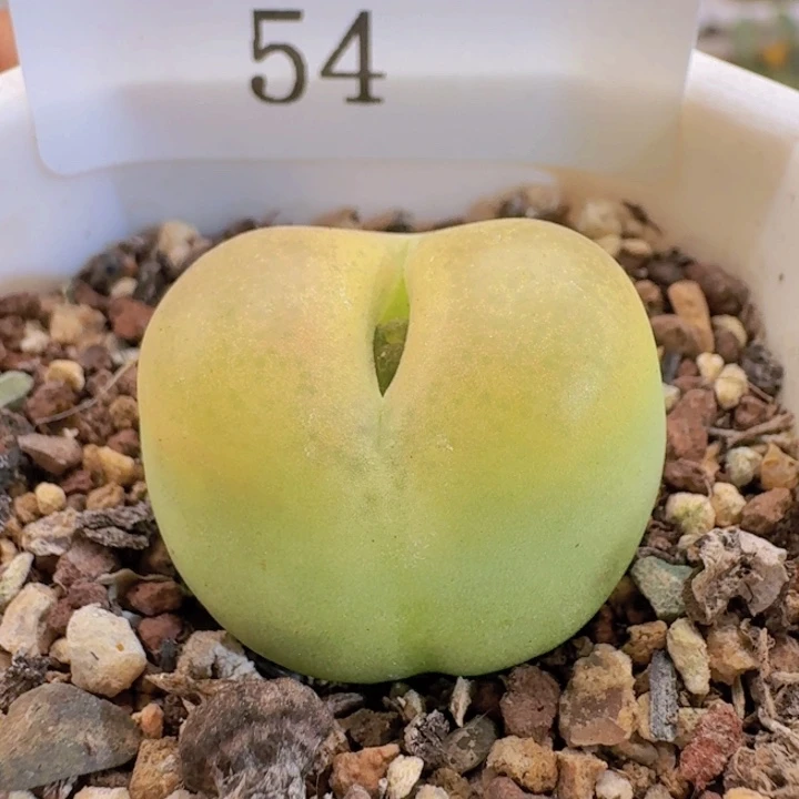 54。 水蜜桃。