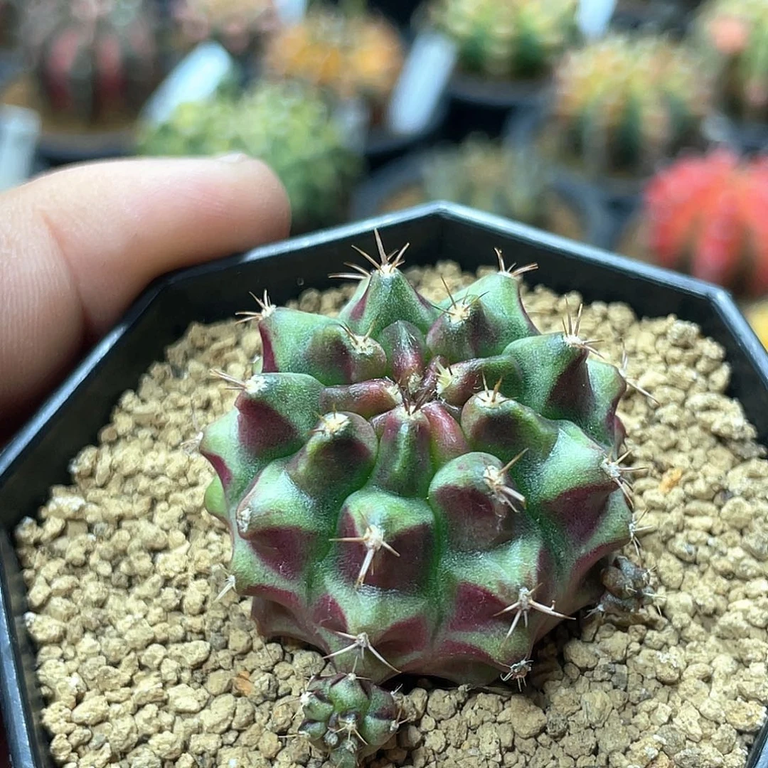 当前无花朵，栽培后可花朵