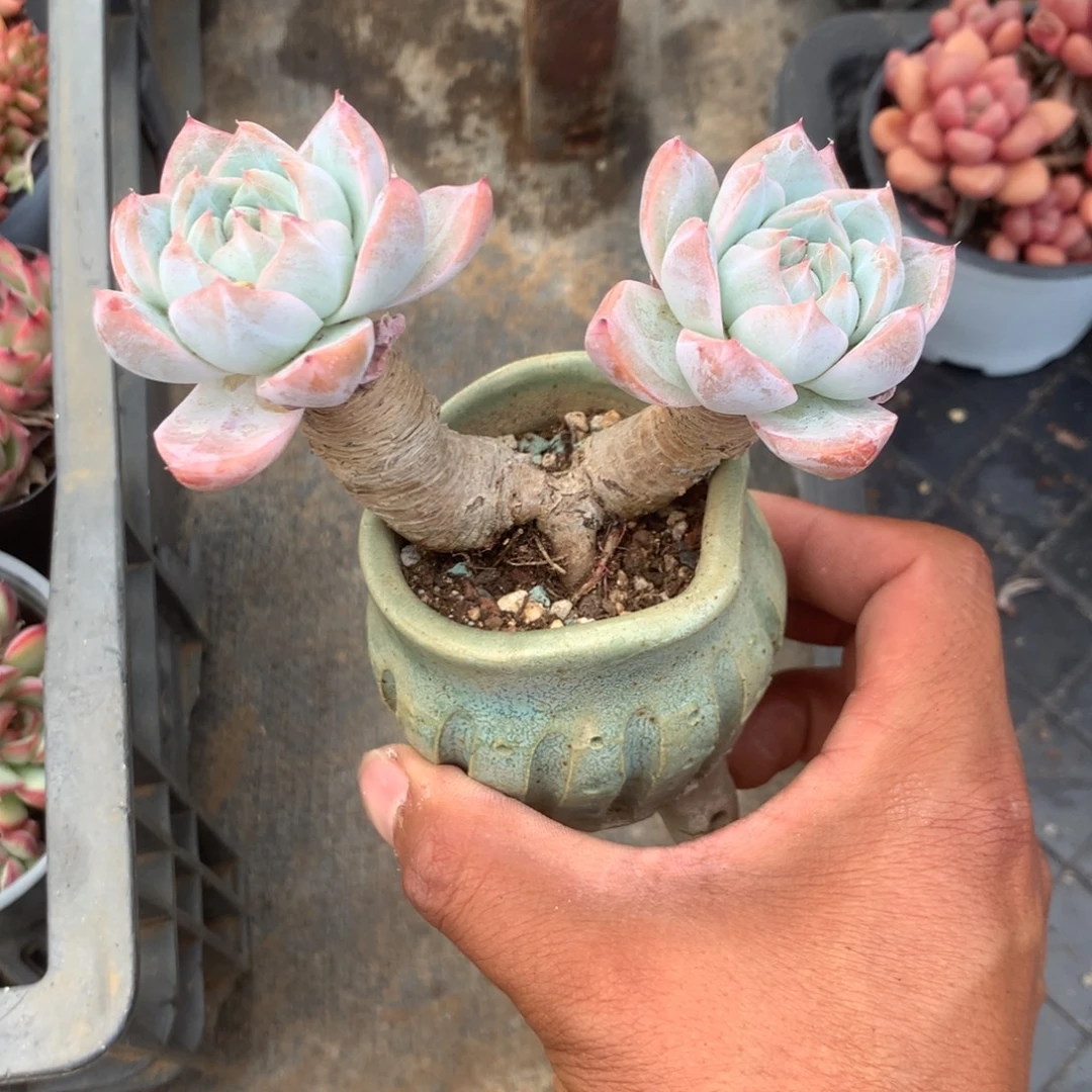 那时候是个啥东西不敢