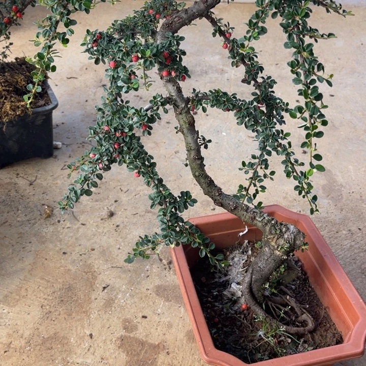 朱***天无花朵云南高山白花