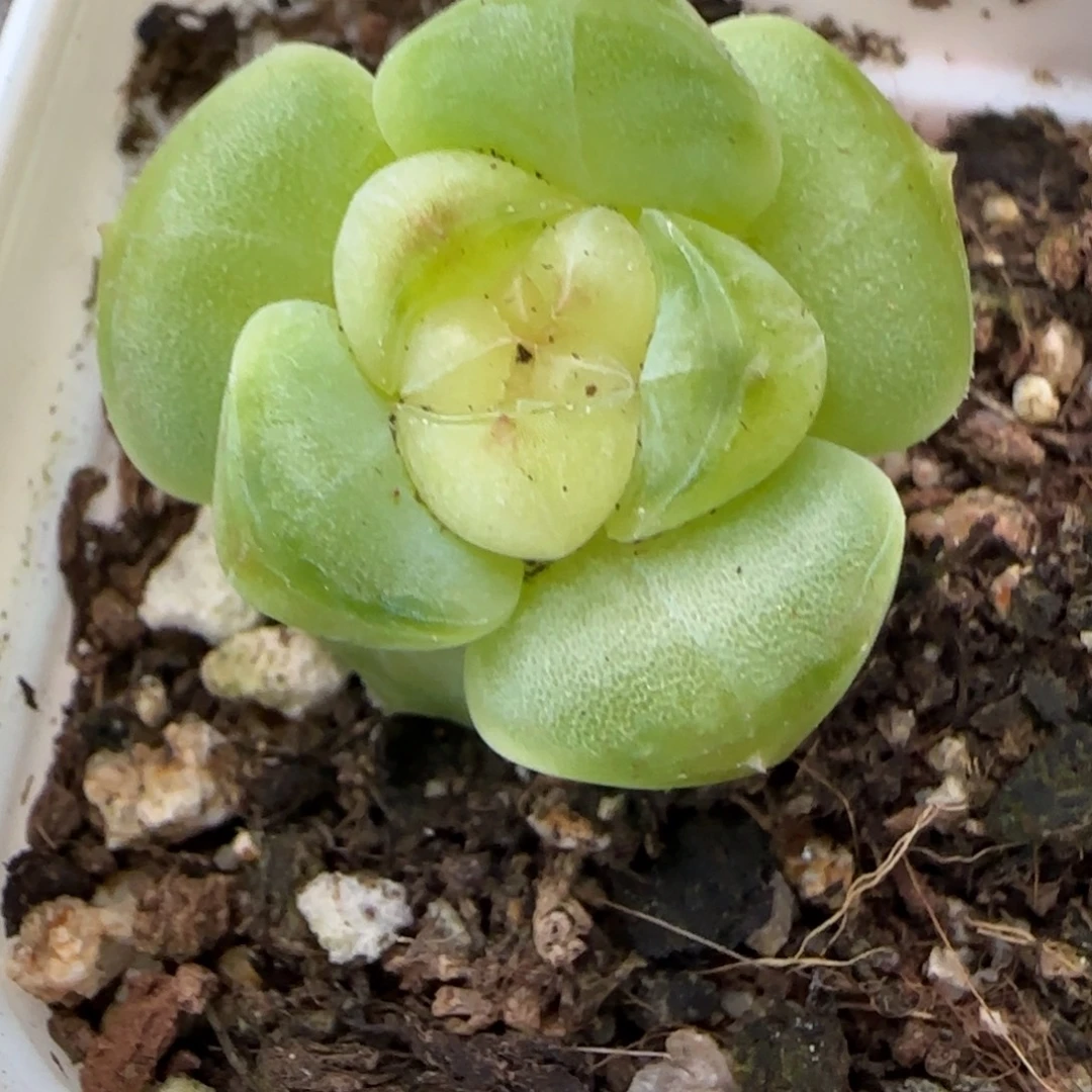 小卡拉米糖心一物一拍18-46