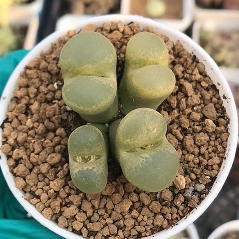 多肉肉锥 4头黄风铃