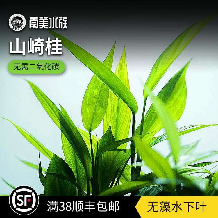 山崎桂鱼缸挺水水上植物无需加碳高端水草南美缸水面种植雨林造景