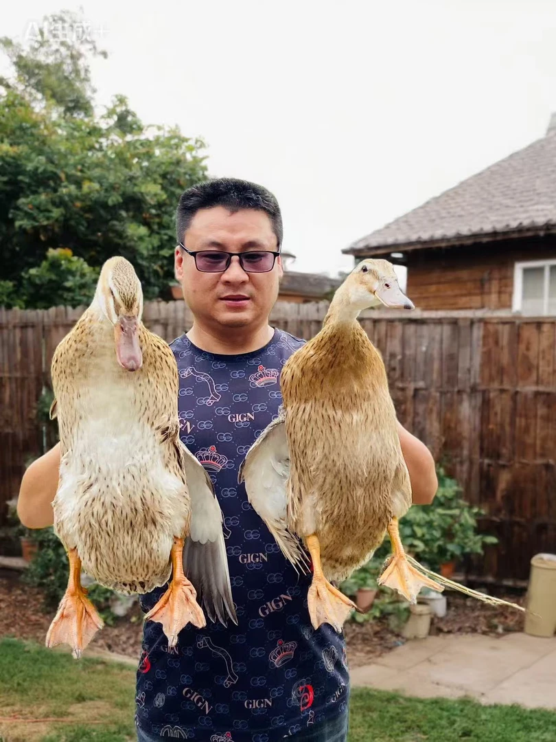 新鲜宰杀散养三年土麻鸭肉（净重3斤以上）