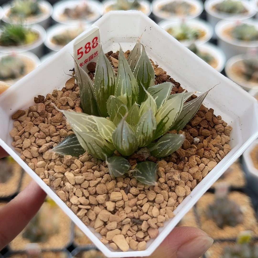 588大卫针管玉露锦福利