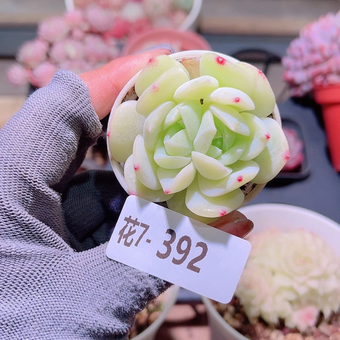 花07-392新品双心