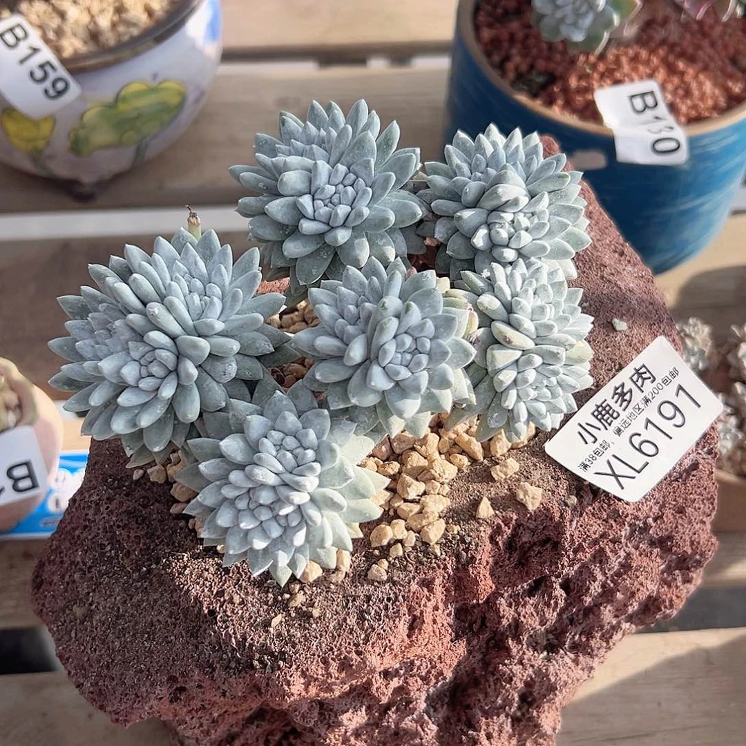 小鹿多肉福利多多6191