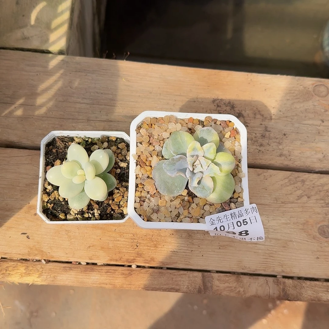 桫***椤1005-98两个多肉组合