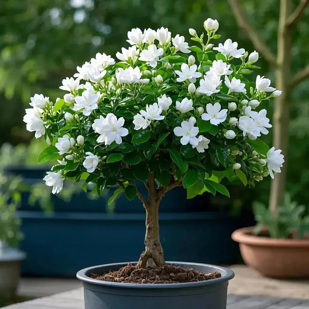 【浓香】茉莉花老桩树苗盆栽花卉绿植室内外四季开花阳台庭院耐寒