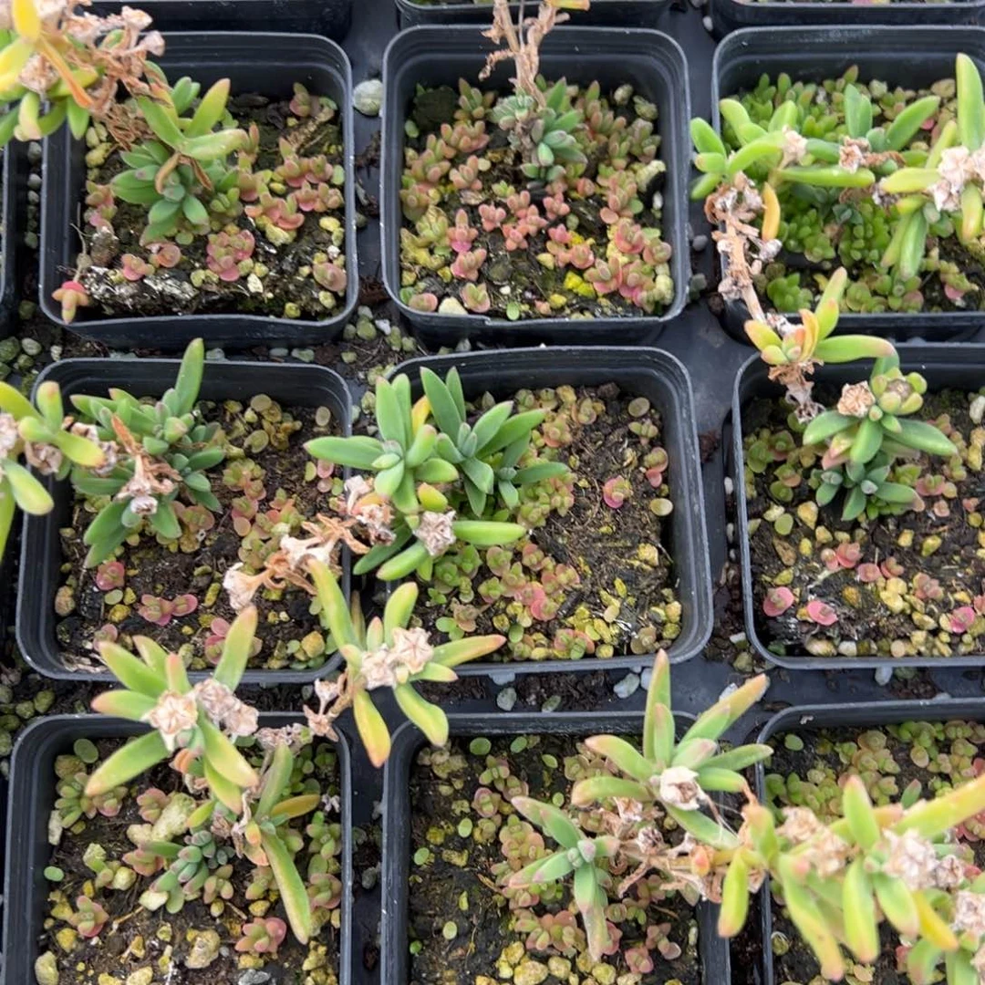 冰花55杯老桩福利