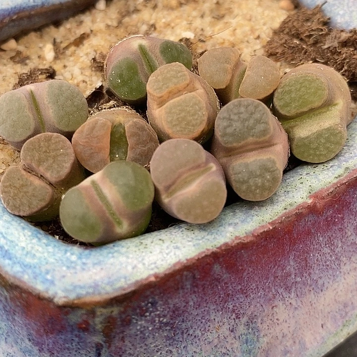 班克雪花磁铁风铃一颗买2送1