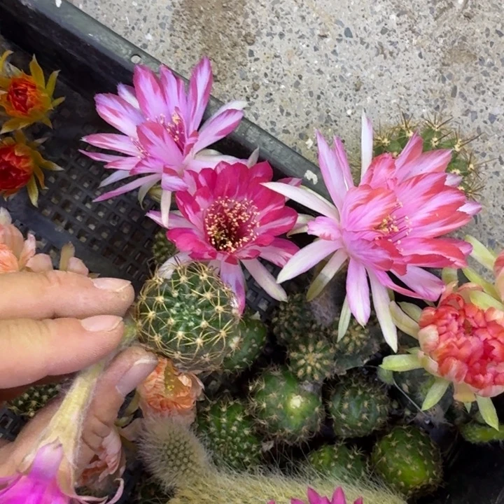 347丽花禅衣歪无根侧牙3公分左右，20包邮