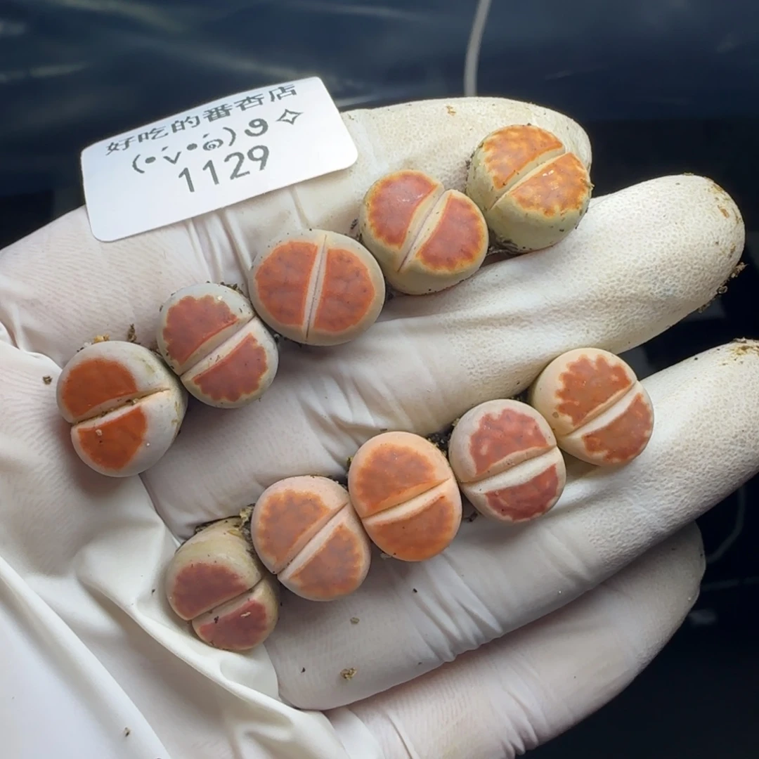 1129。默认脱土。18包邮。偏远88包邮