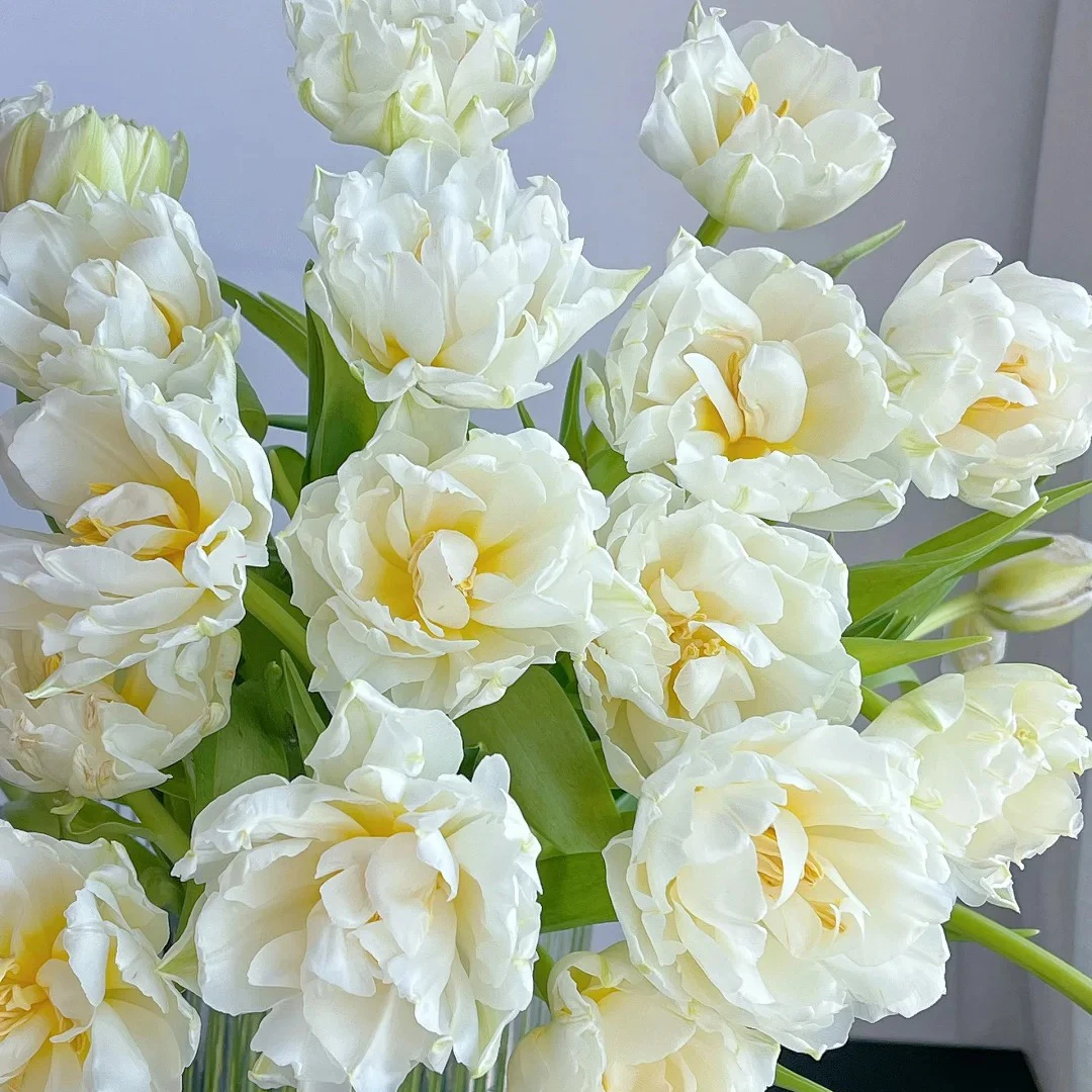 【郁金香-雪媚娘】高贵典雅花材 鲜花优选 顺丰直发