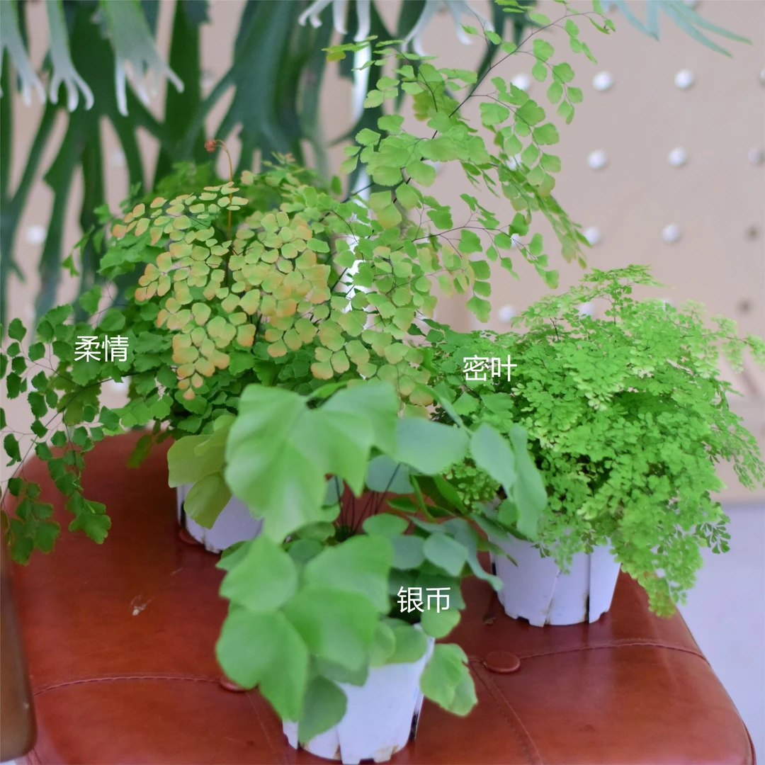 【ZB】银币铁线蕨 大叶片室内耐阴雨林盆栽浇浇植物超市 JoJoPlant