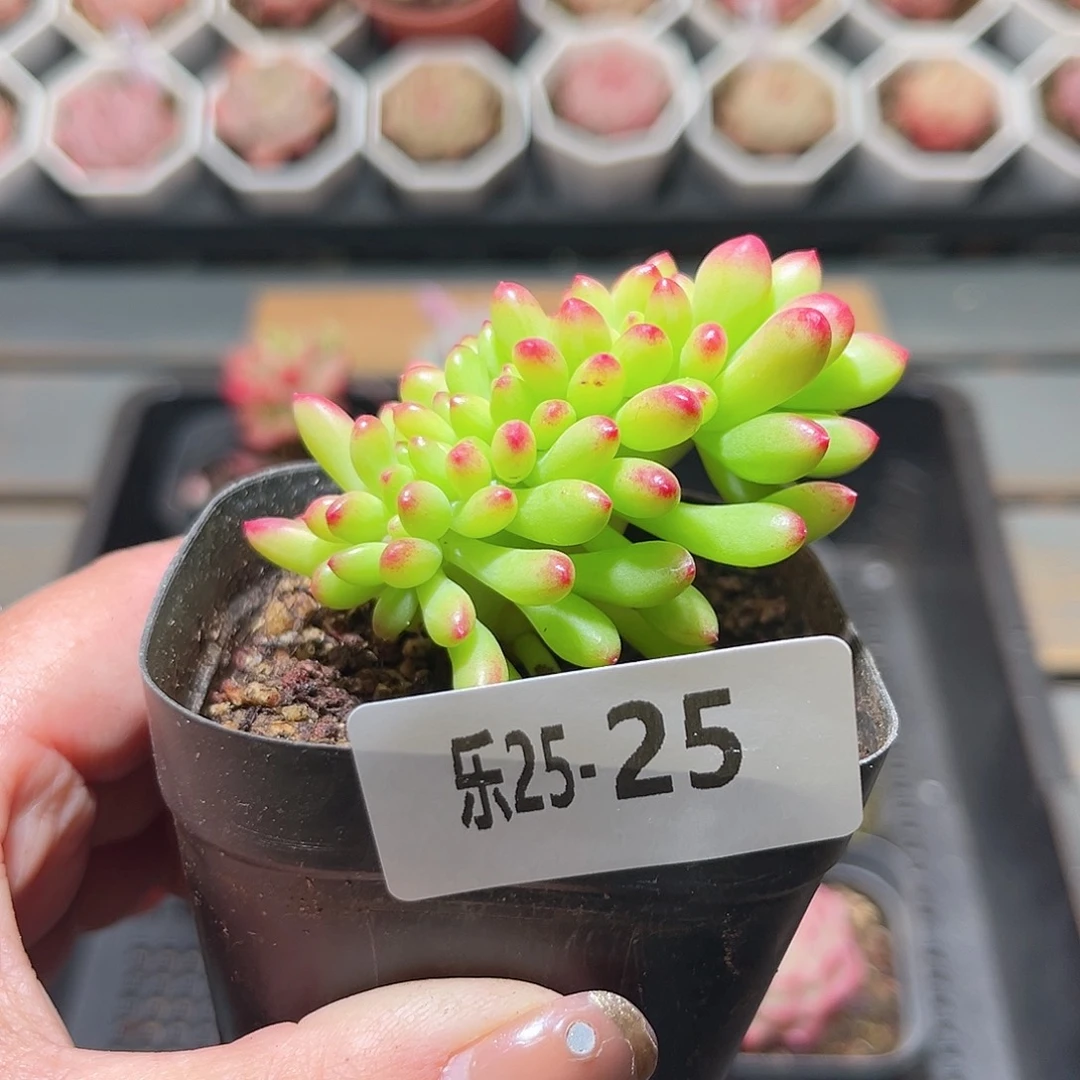 乐25-25 青松缀化