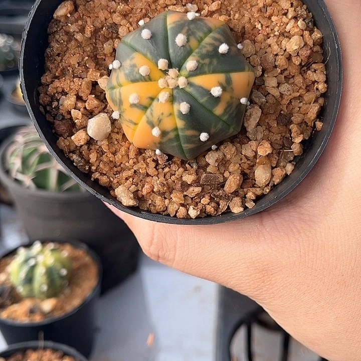 兜景3.9cm一物一拍
