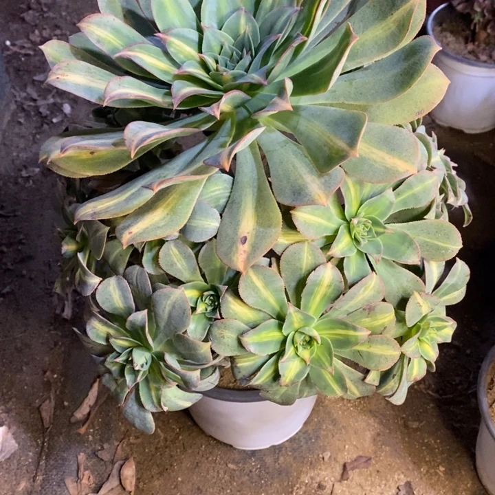 黄中斑多肉断头不包436