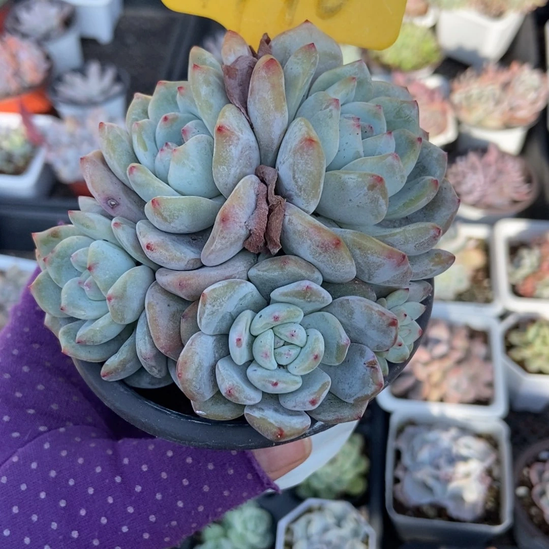 1946橙子多肉植物