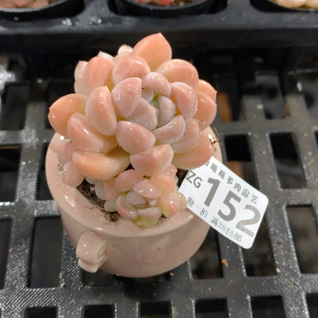 肉萌萌拇指盆精控多肉ZG152