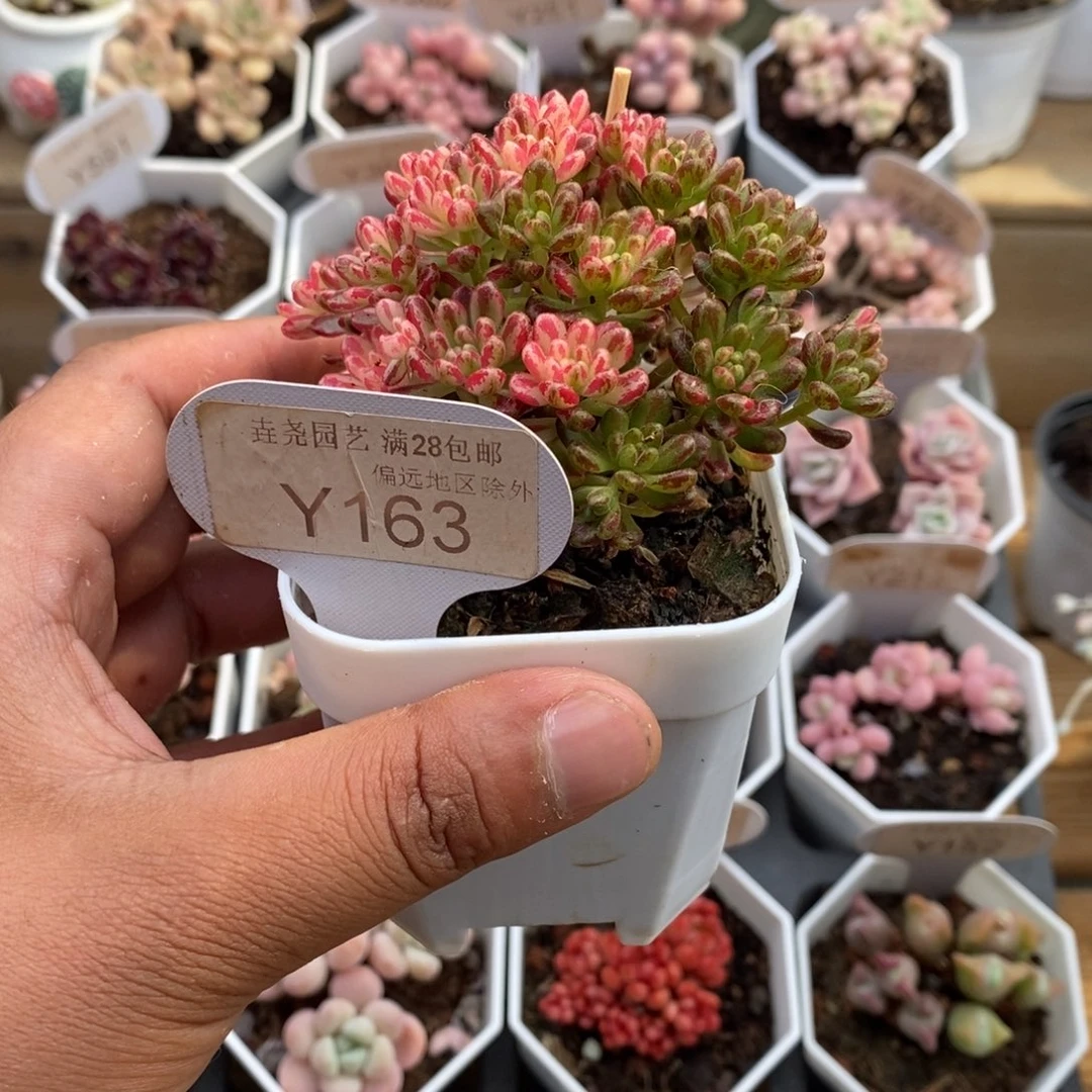 0163小人祭锦5.0厘米