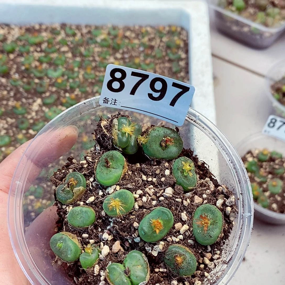 8797咯啦咯哦哦好
