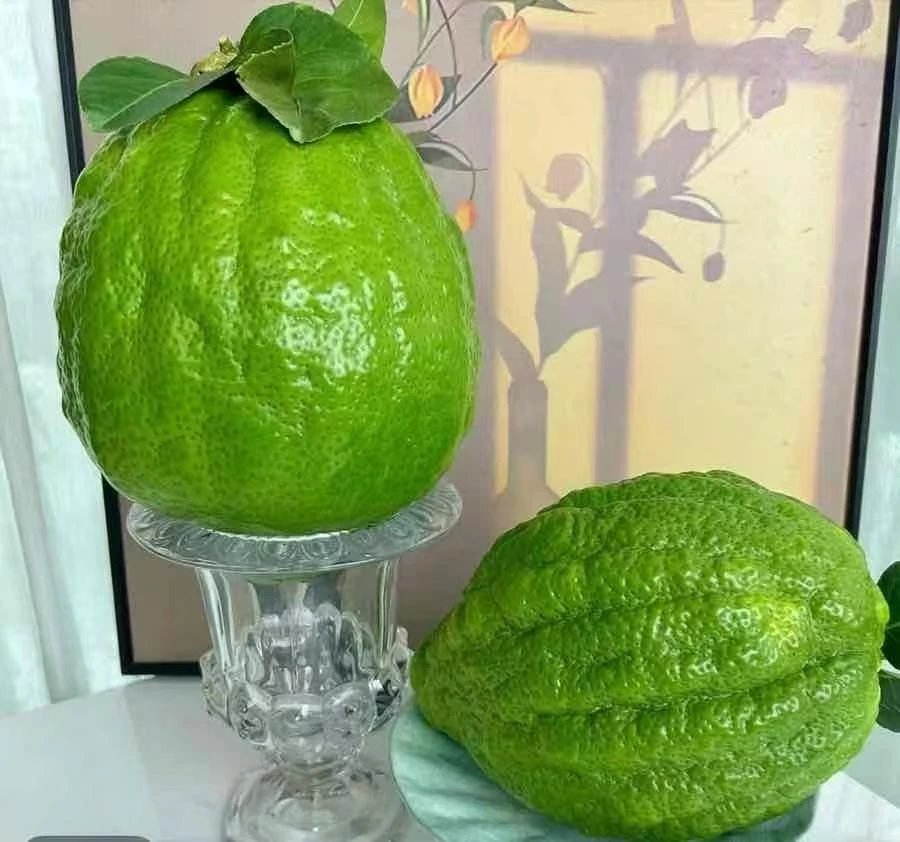 云南精品高山香橼果新鲜采摘基地直发【顺丰包邮】