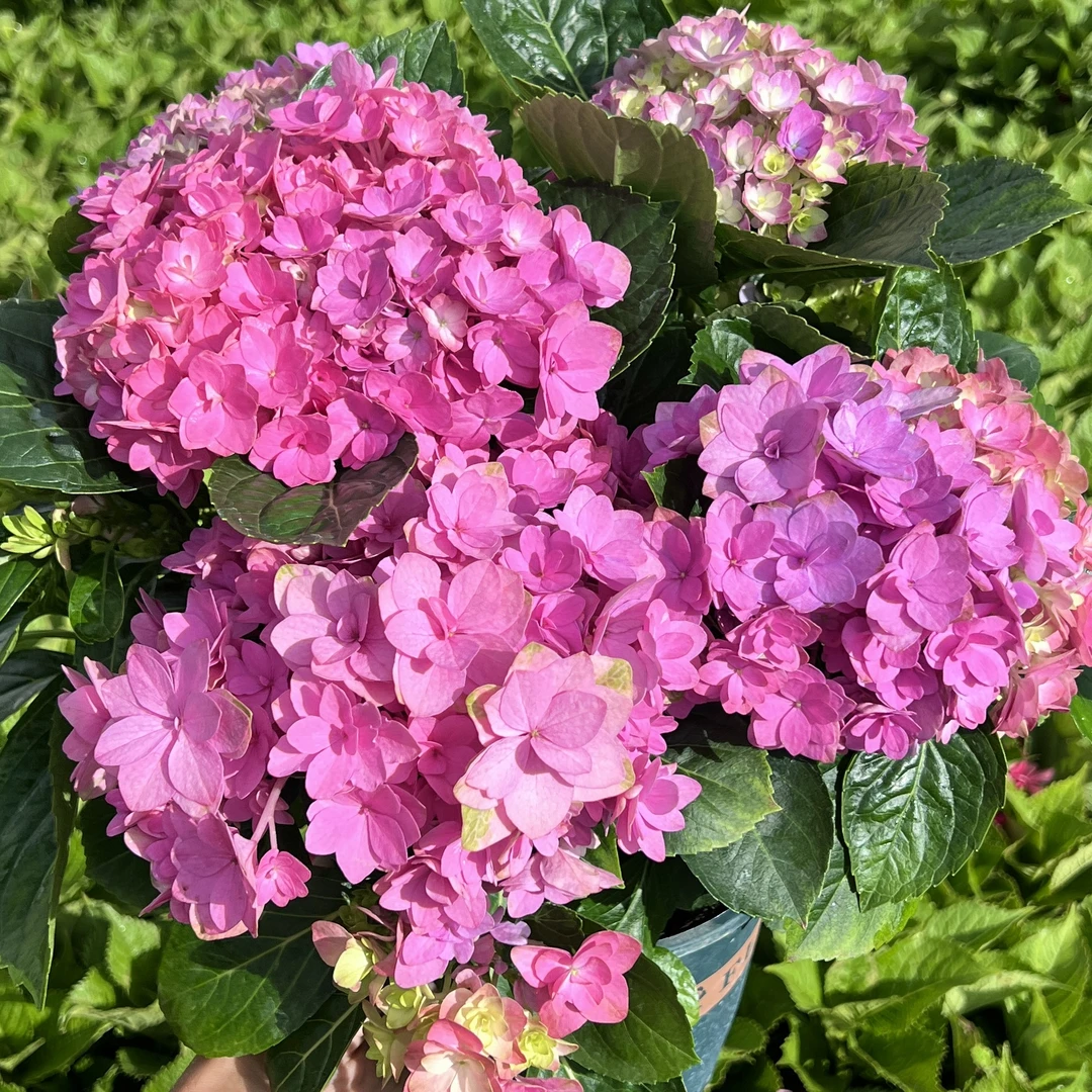 无尽星河绣球盆栽重瓣复花性强庭院阳台花卉植物耐旱易养护