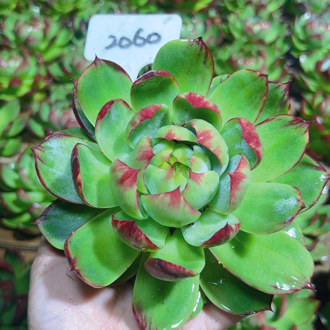 惊鸿仙子一物一拍2060号