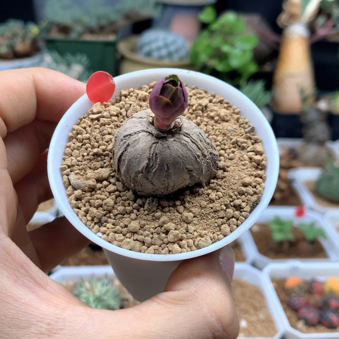 玫瑰大戟带盆发货