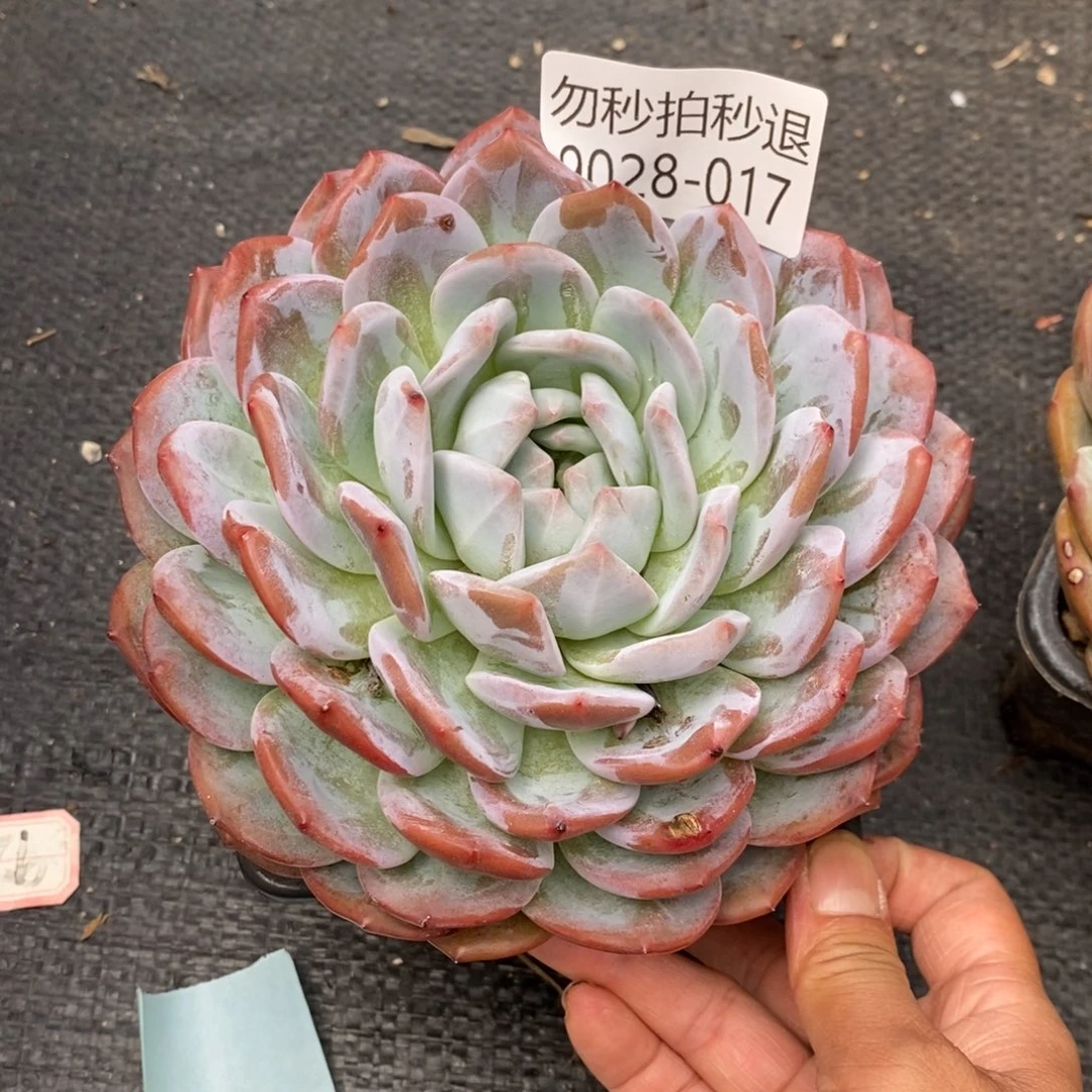 勿秒拍秒退 9028-17橙子