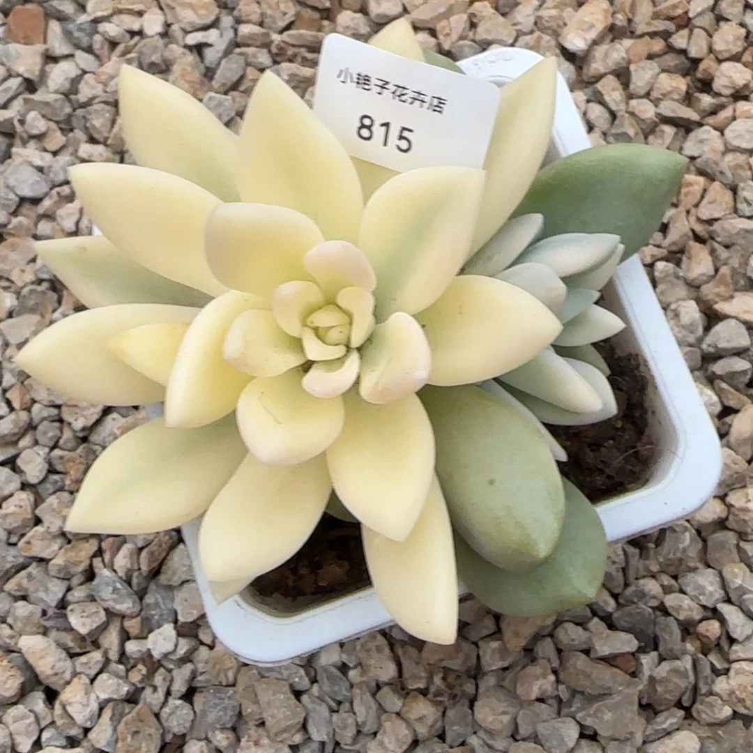 节**业815奥普锦多肉植物