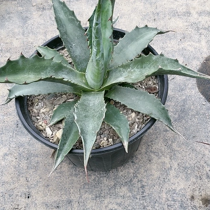 无花朵蒙塔娜3567778