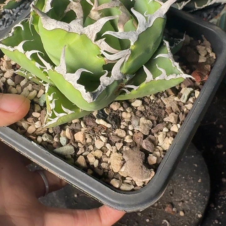 无花朵龙舌兰仁王冠螃蟹