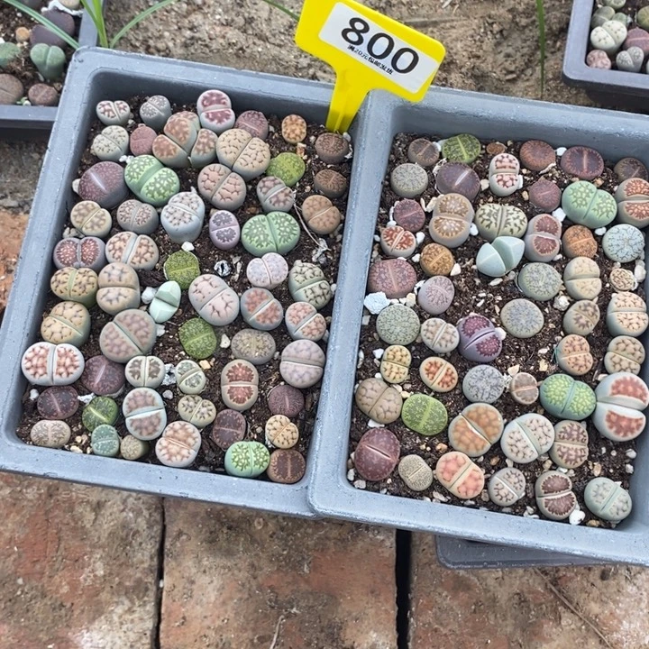 T***Z生石花的季节到啦800