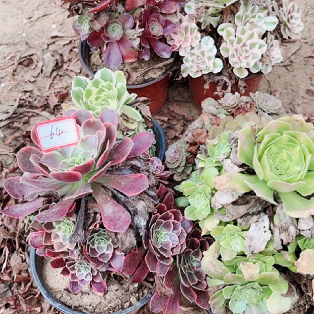 【闪购商品】无花朵虎*64号套餐6颗