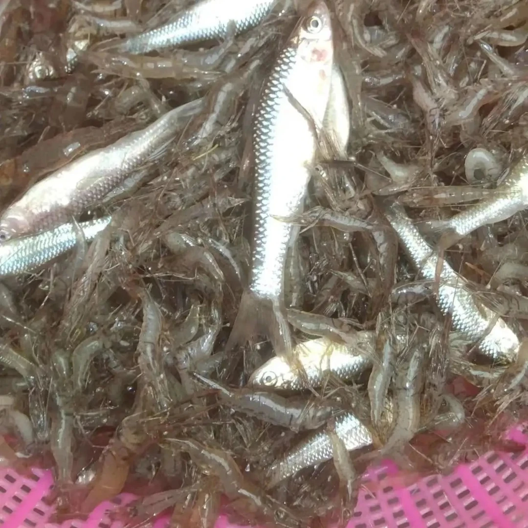 【胡班长】野河小虾米 肉质细腻 大自然的馈赠