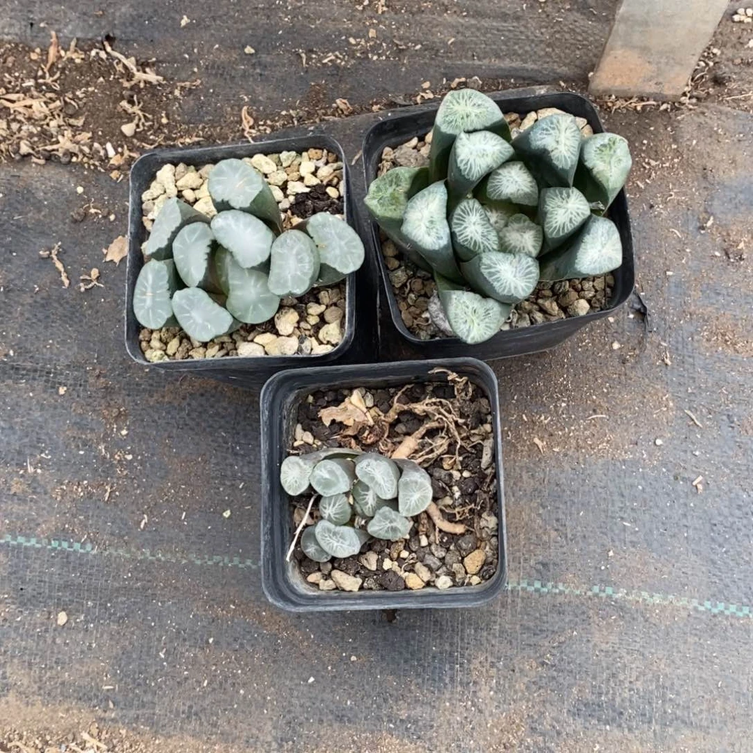 芊***你2849 三颗万象 超级福利