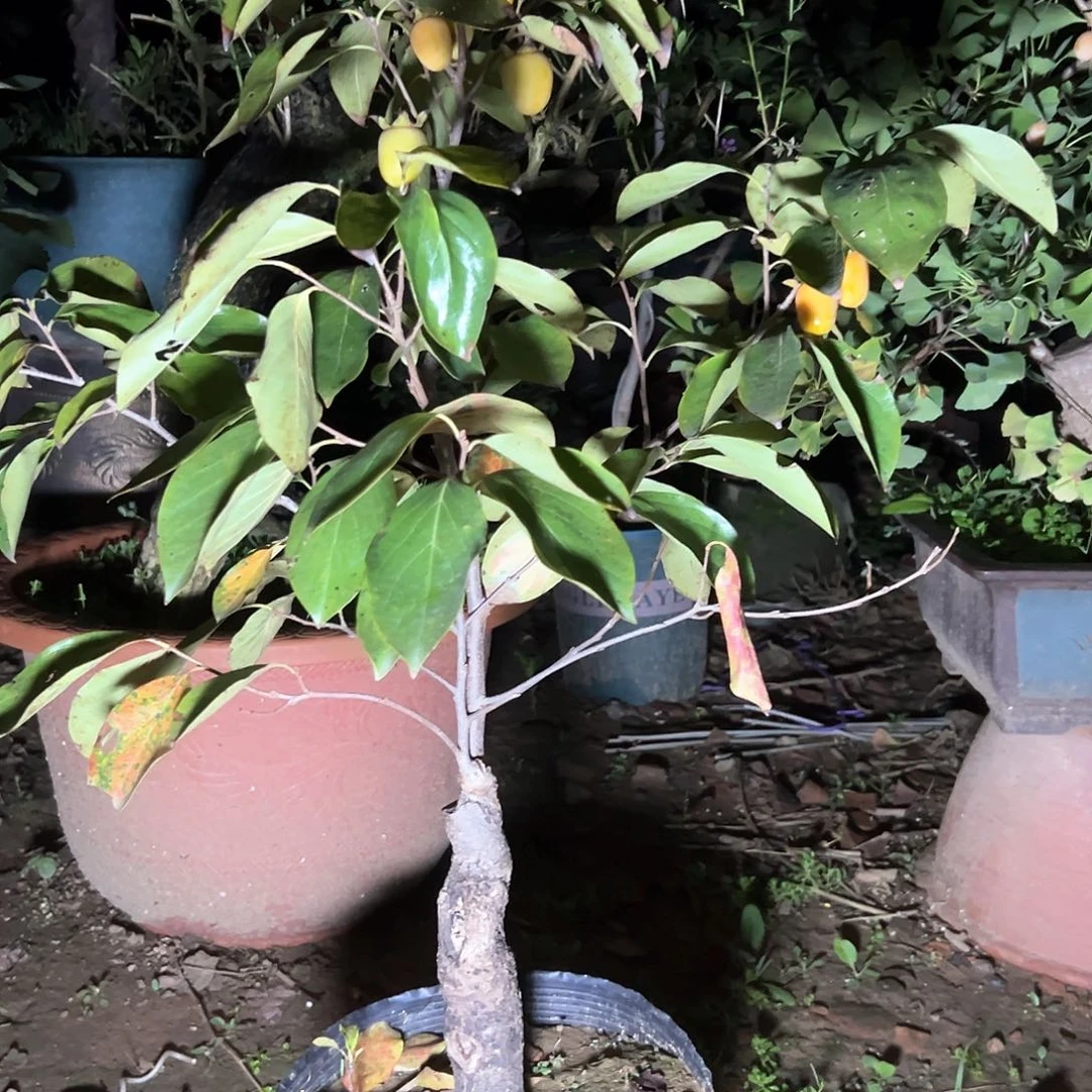 剑***影无花朵珍珠柿子带盆