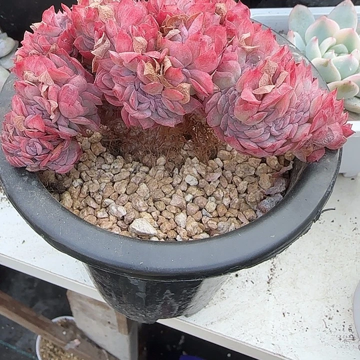 青蛙王子儿童牙膏套装11