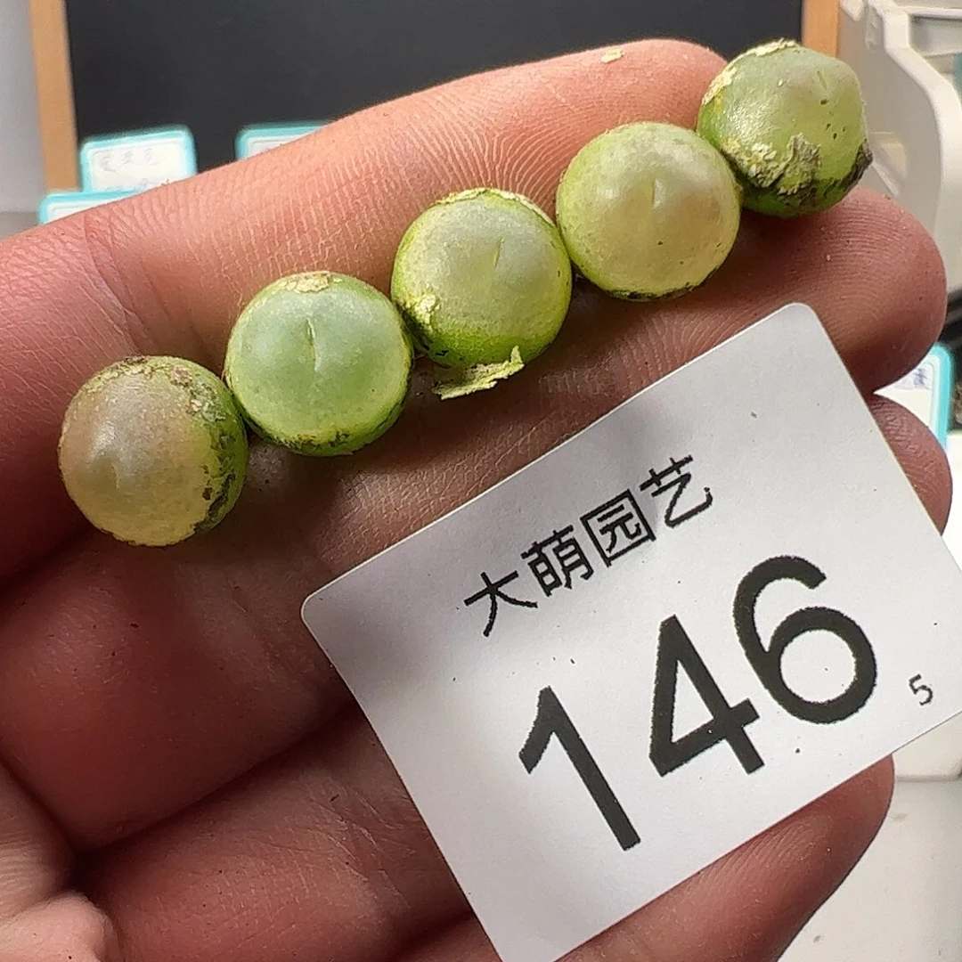 0000146 一物一拍……