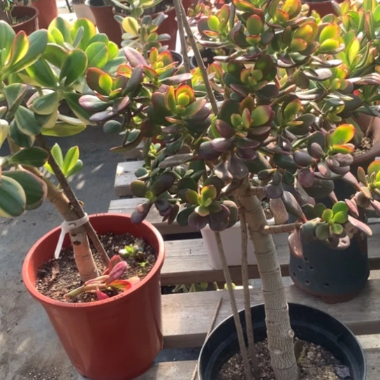 糖果脱土发货特价