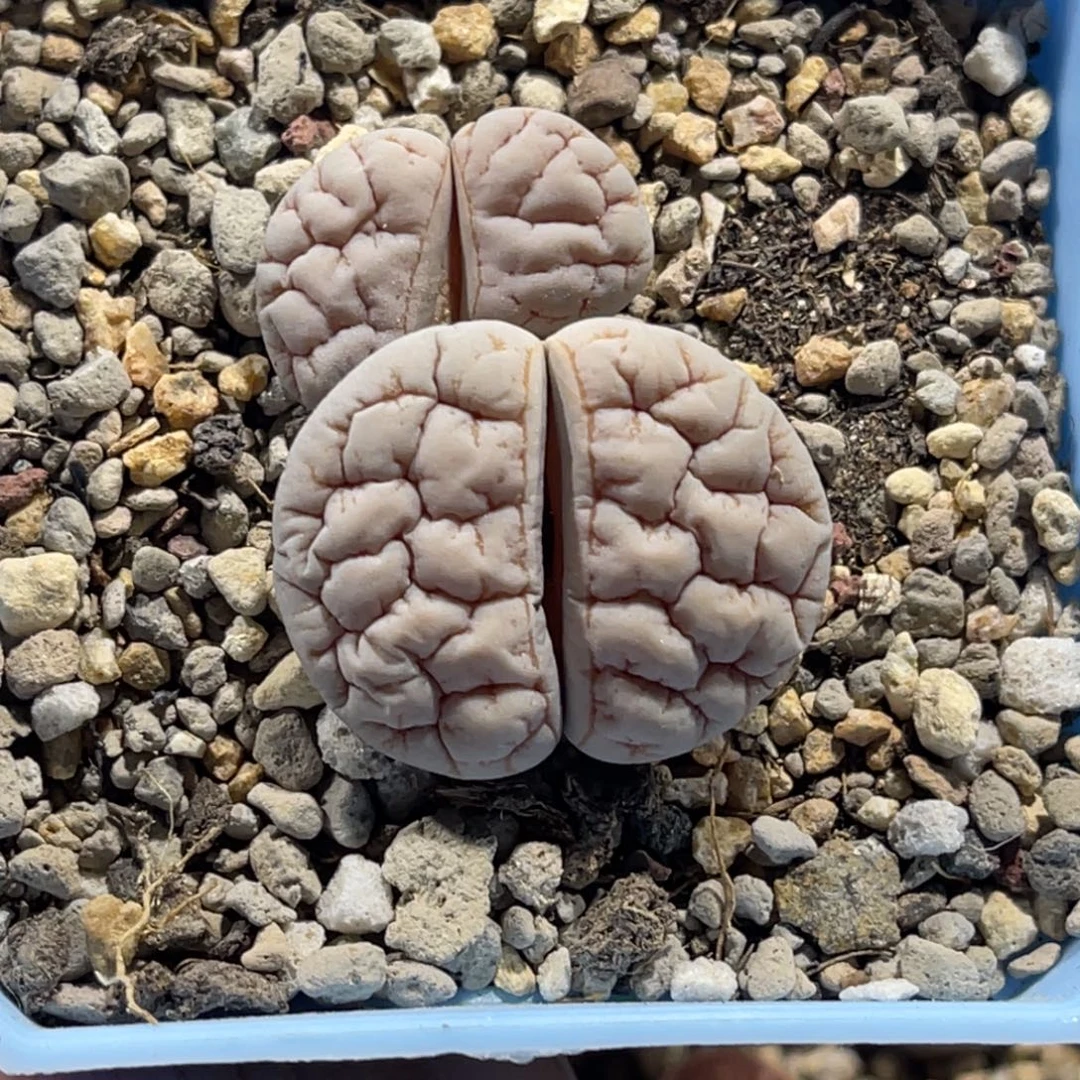 3863白底连纹1891凹凸尺寸2.9