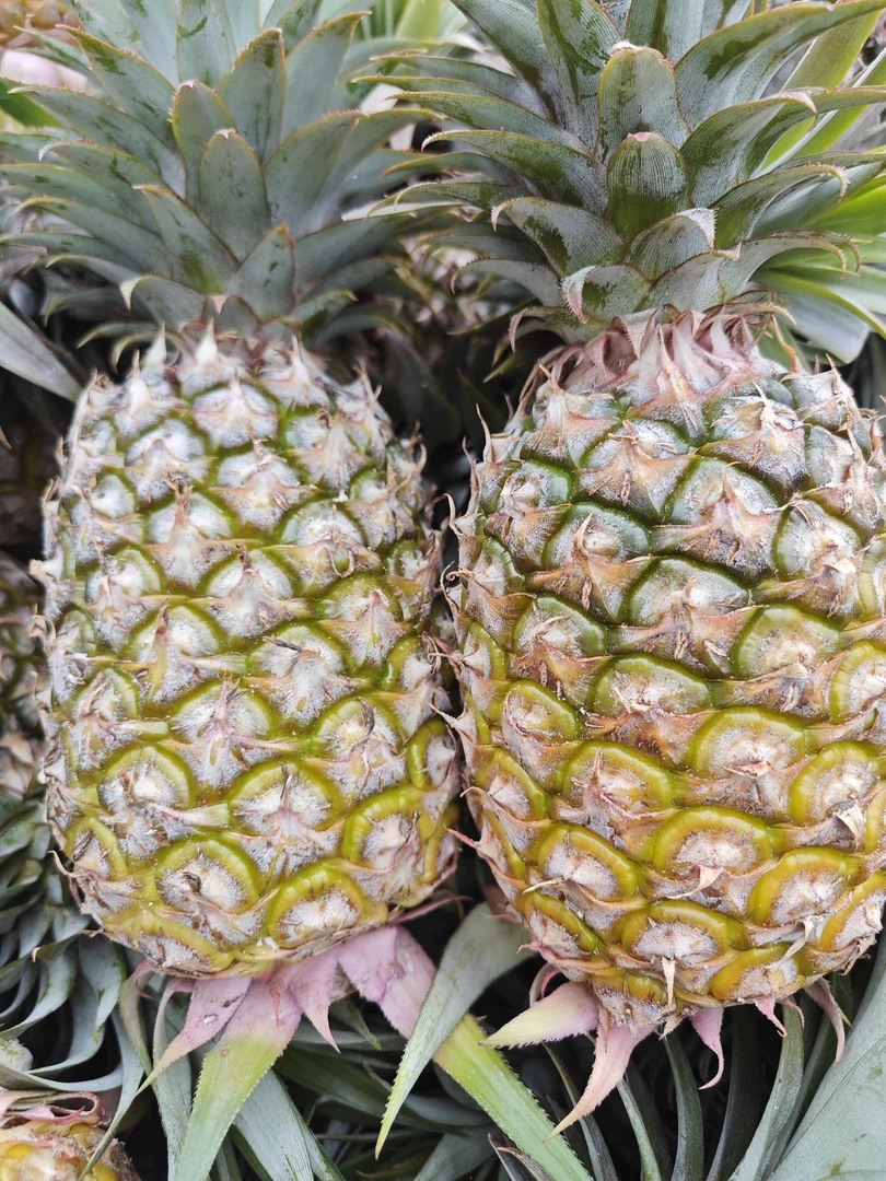 海南金砖凤梨免泡盐水中大果鲜甜可口净重5斤8斤包邮