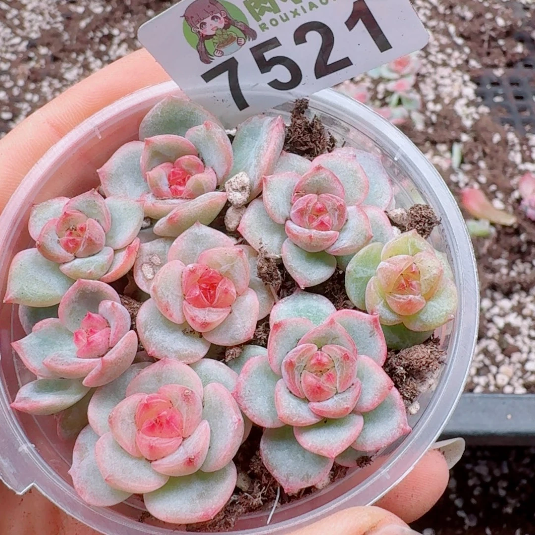 多肉植物多肉植物