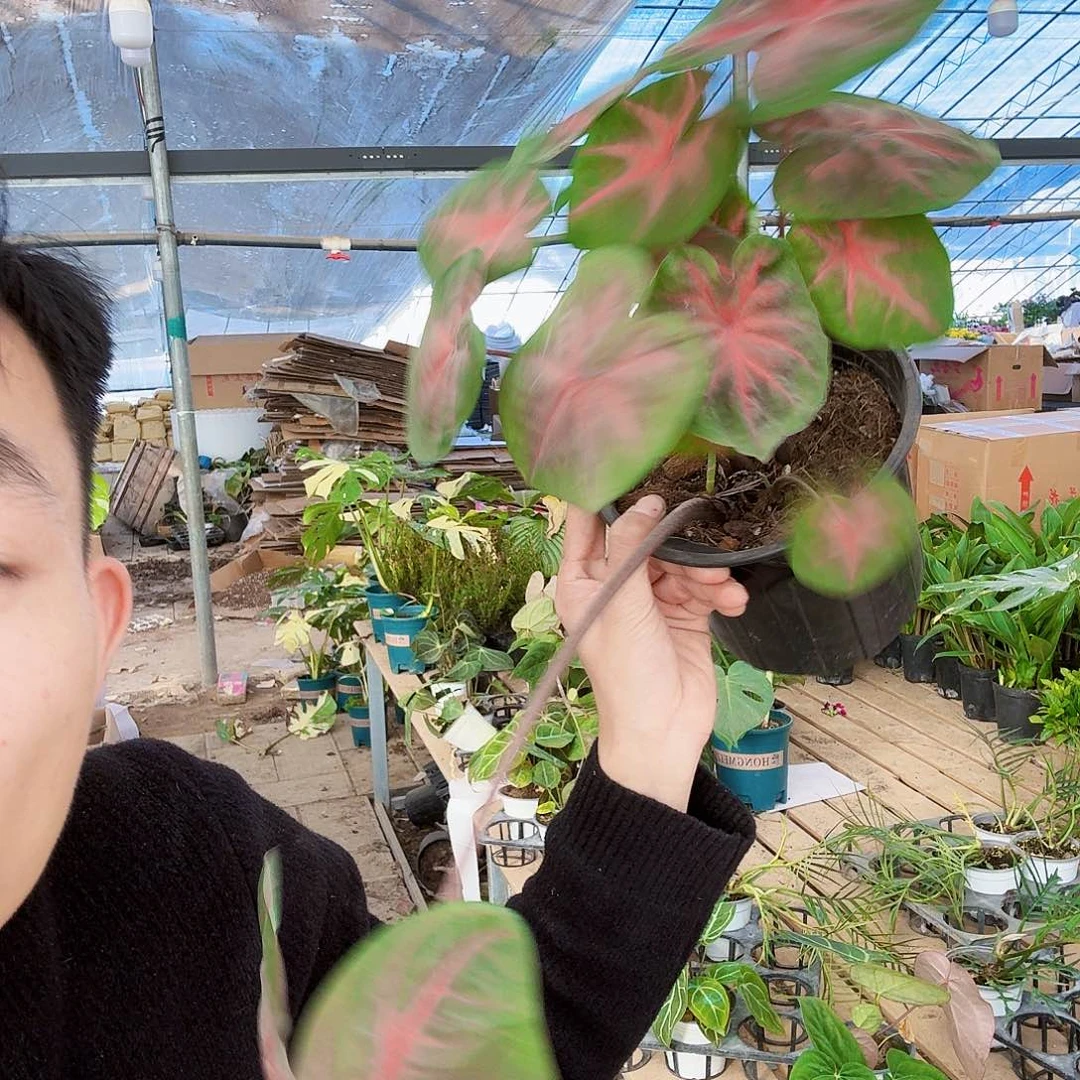 完全开放红色闪光一棵